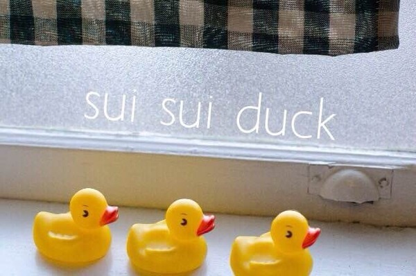 sui sui duck