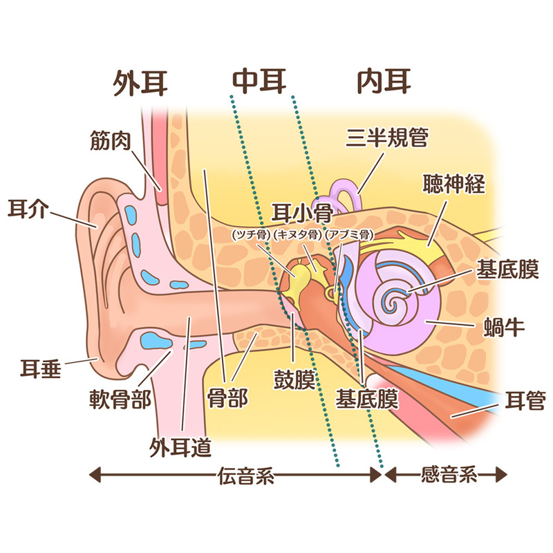 耳の構造