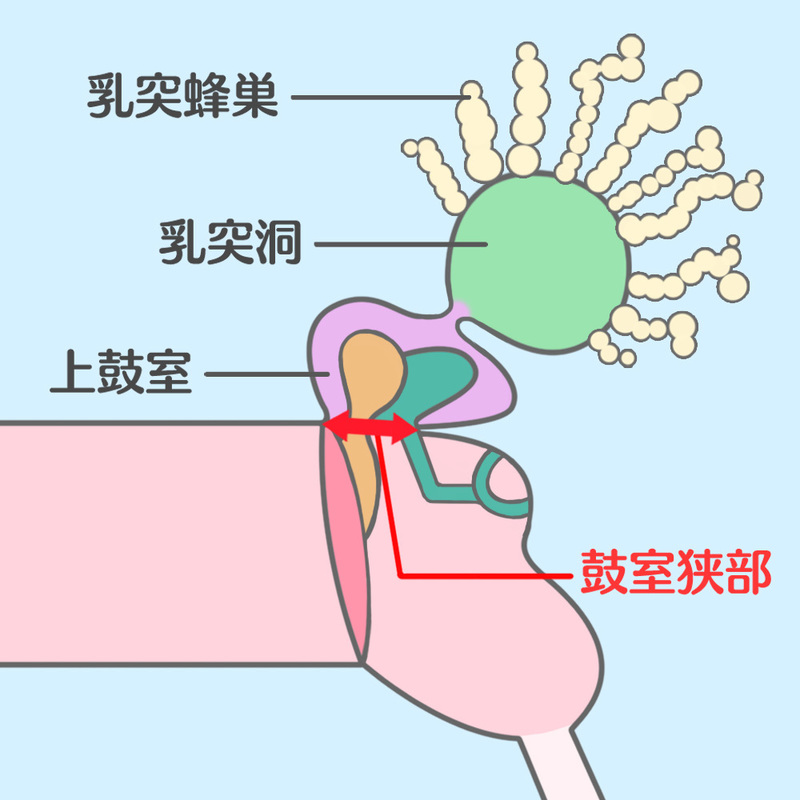 乳突蜂巣