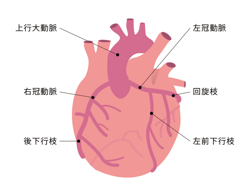 右冠動脈と左冠動脈
