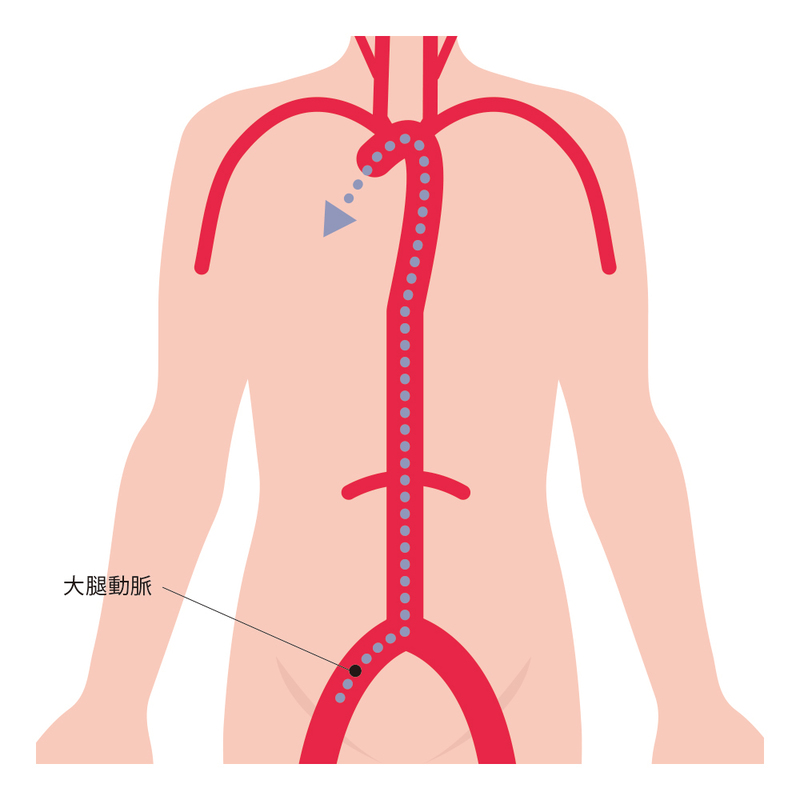 大腿動脈の位置