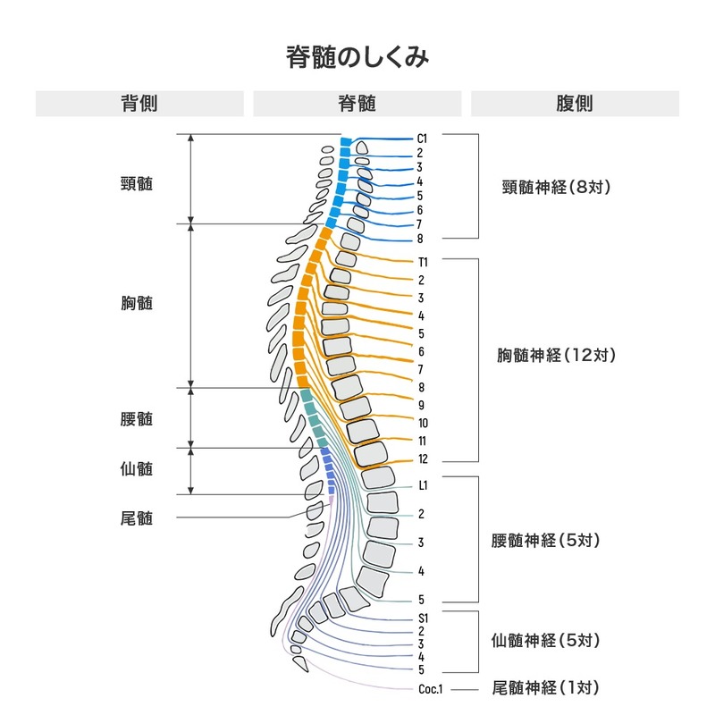 脊髄のしくみ