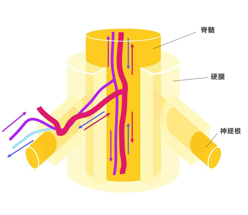 脊髄腫瘍