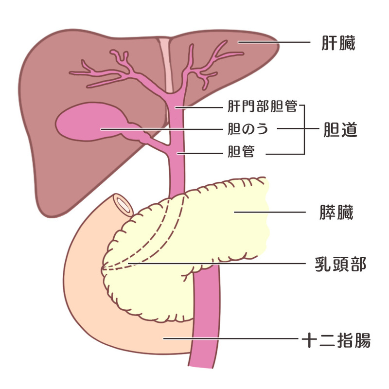胆管と十二指腸