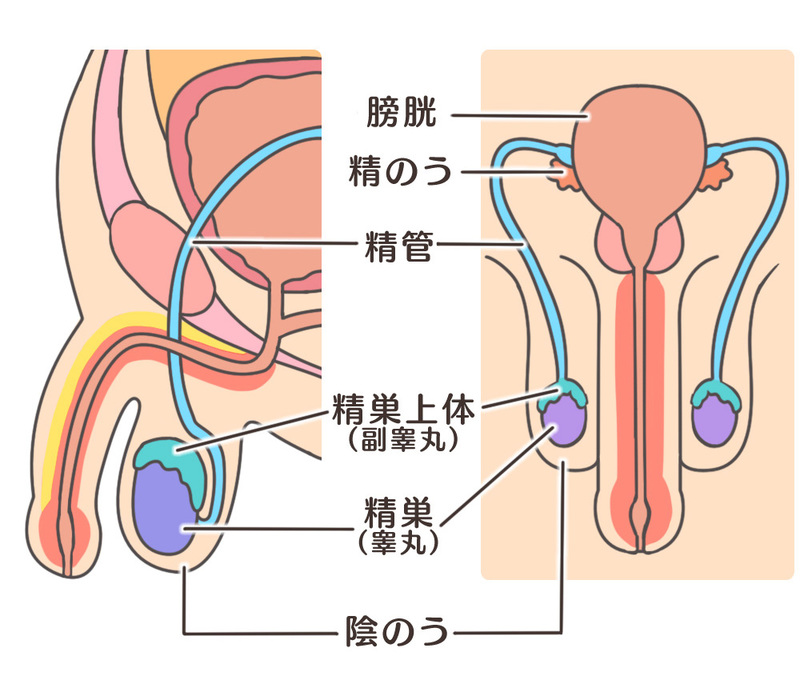 精巣の場所
