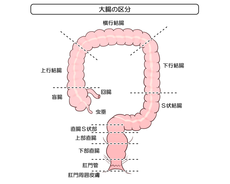 大腸の区分