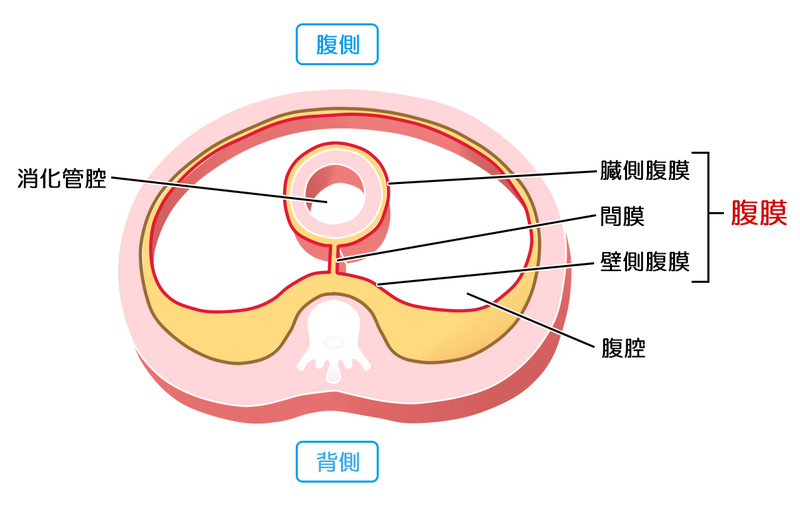 腹膜