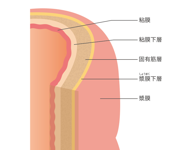 大腸の構造