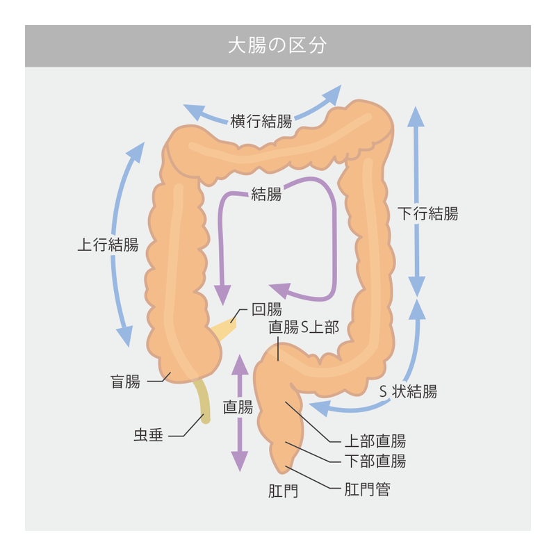 大腸の構造