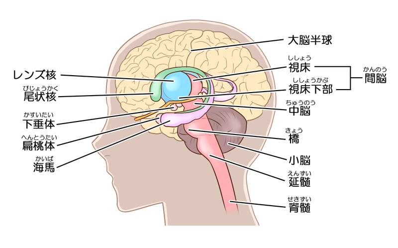 転移性脳症腫瘍