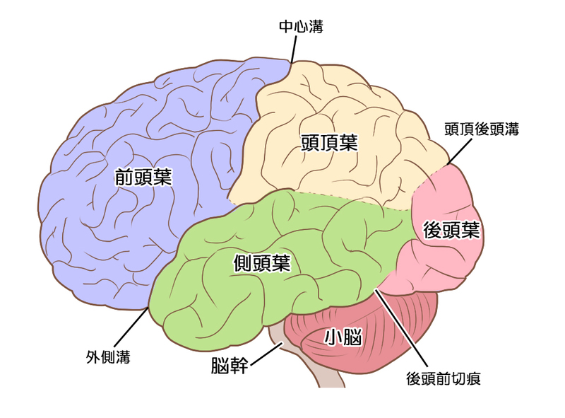 脳の部位