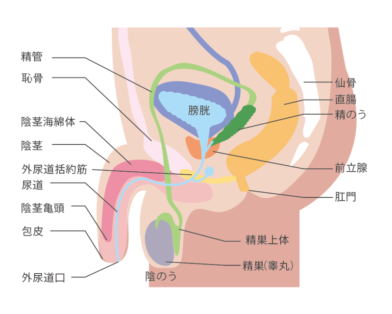 前立腺・男性器の構造