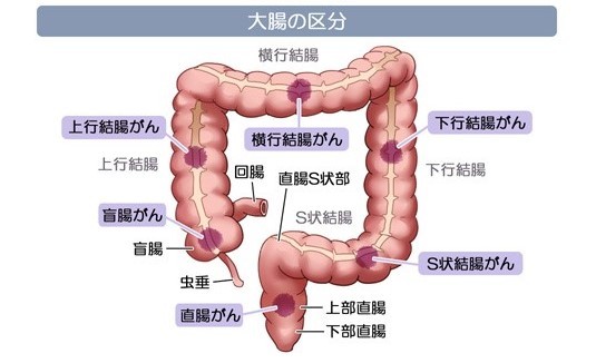 大腸の区分