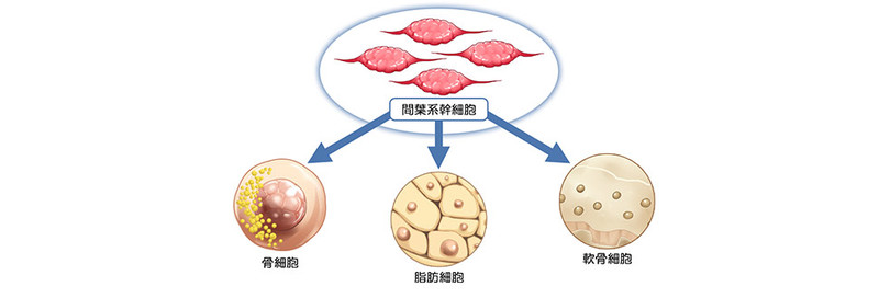 ヒト間葉系幹細胞