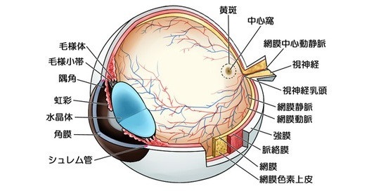 眼球内部の構造
