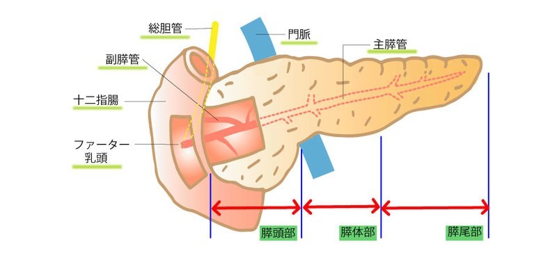 膵臓の構造