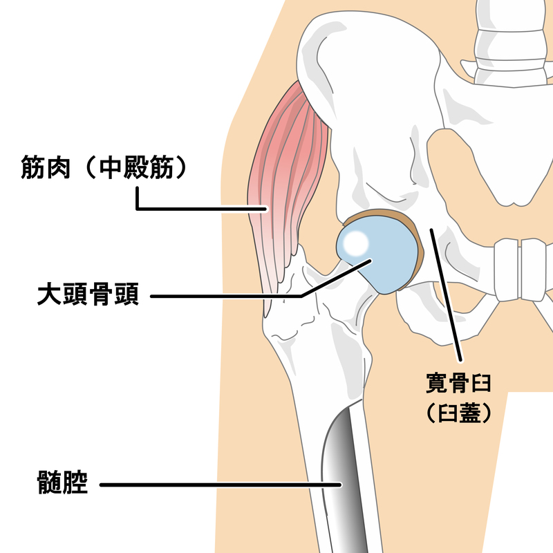大腿骨頭の位置