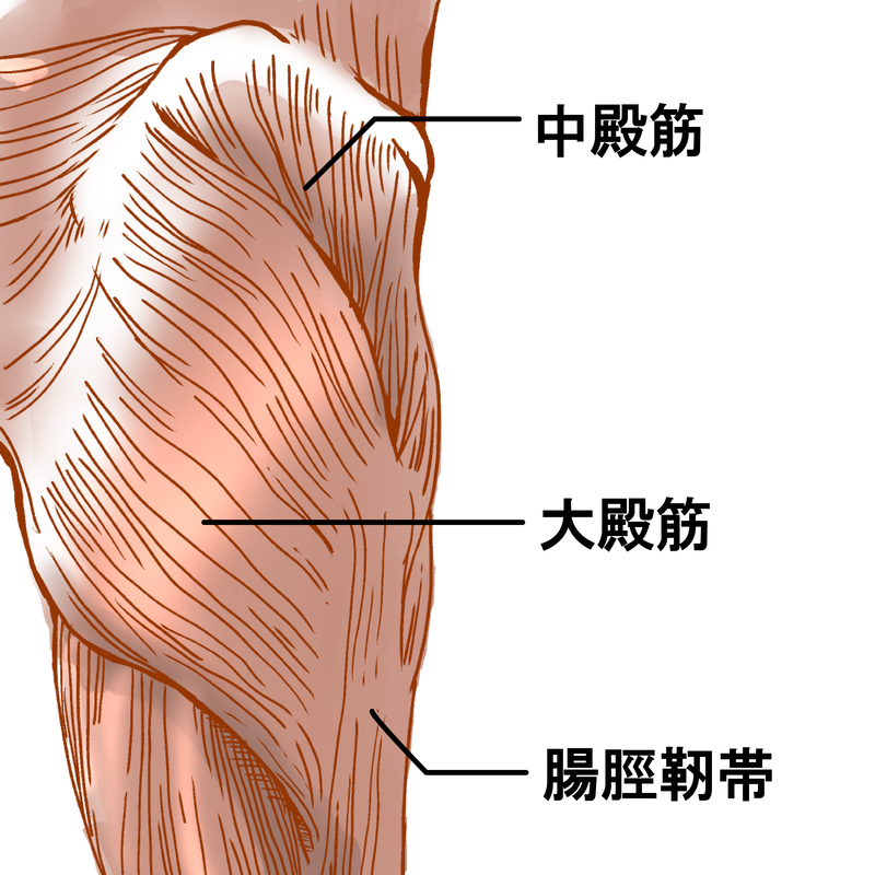 大臀節、中臀節の位置