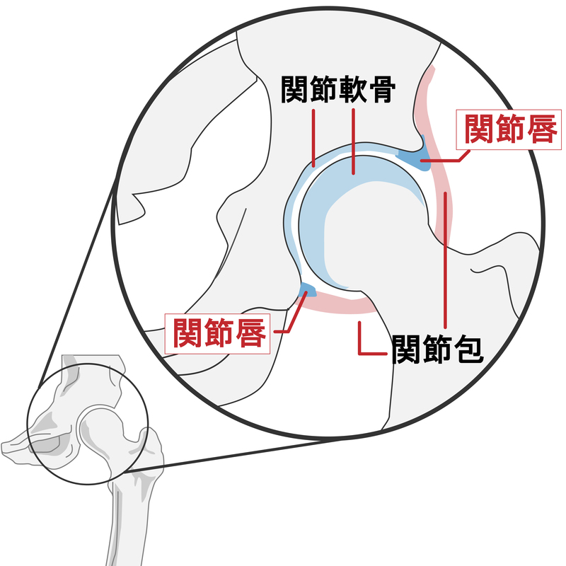 ../関節唇.gif