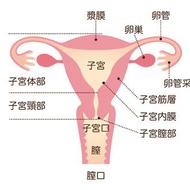 子宮内膜増殖症とは―複数の種類がありリスクも異なる