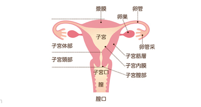 子宮内膜増殖症とは―複数の種類がありリスクも異なる