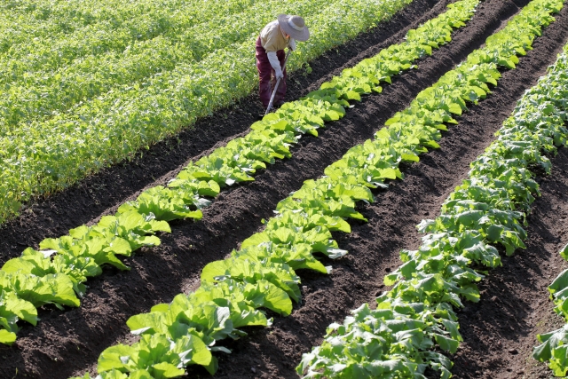 農家の年収は平均でどれくらい?米や野菜など作物別の収益も調査!のイメージ