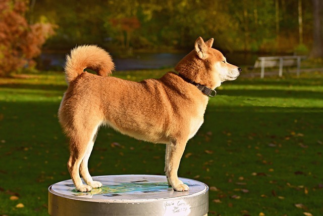 横向きの柴犬
