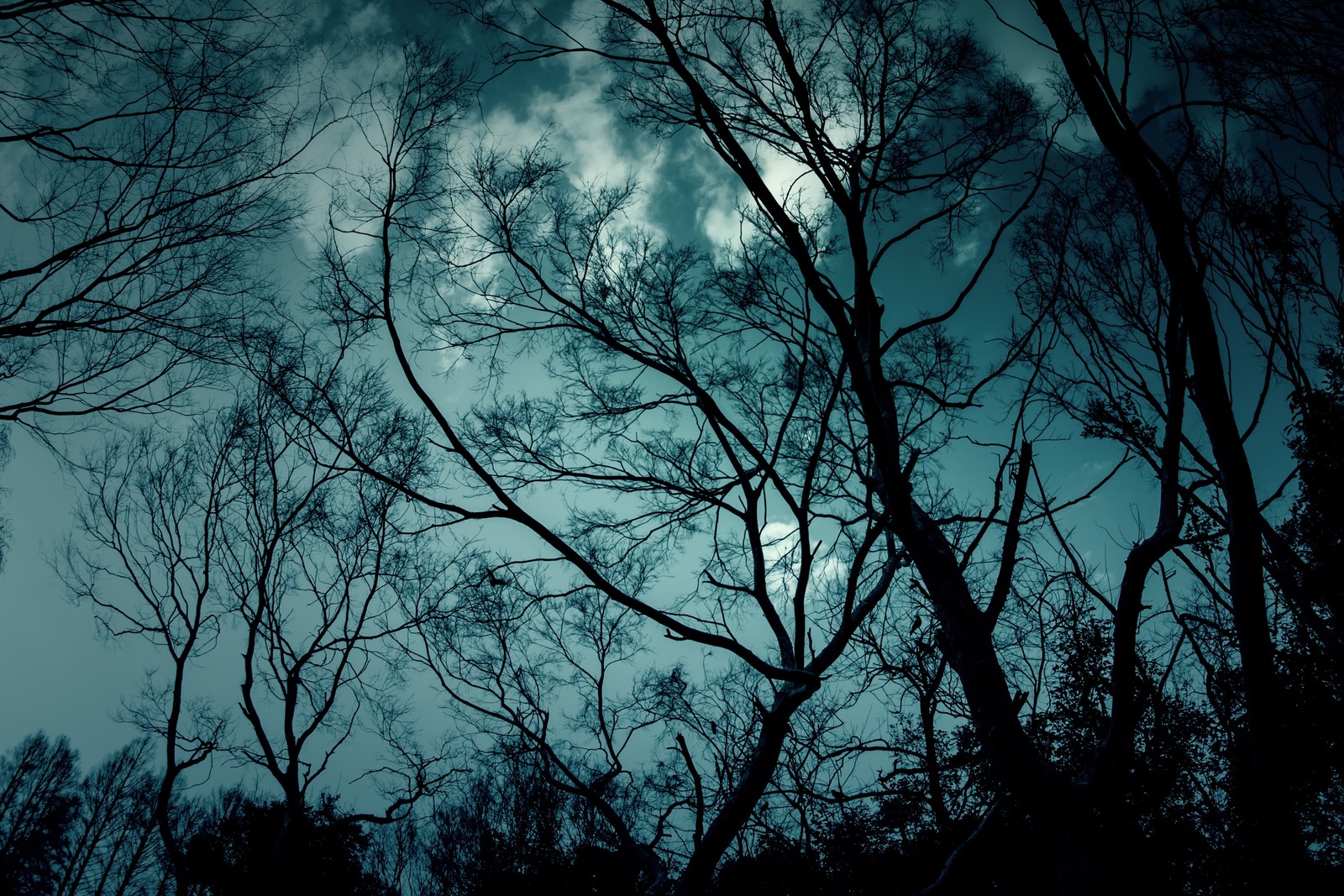 <img src="logo.jpg" alt="森">