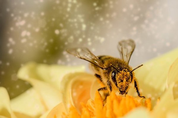 【夢占い】蜂の夢の意味11選!蜂に刺される夢には気を付けて!のイメージ