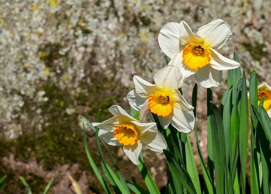 スイセン(水仙)の花言葉を色別・種類別に紹介!怖い意味なの?のイメージ