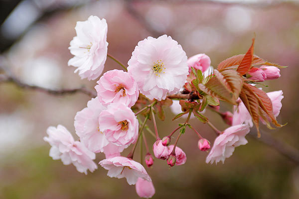 【誕生日占い】4月14日生まれの人を徹底解説!恋愛や仕事などは?のイメージ