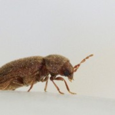 タバコシバンムシの駆除方法!発生原因や害などシバンムシ対策【写真あり】のイメージ