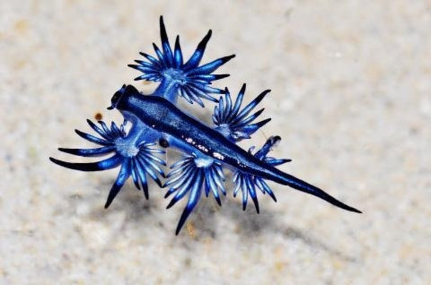 「アオミノウミウシ」の不思議な生態とは?猛毒カツオノエボシの天敵【水族館】のイメージ