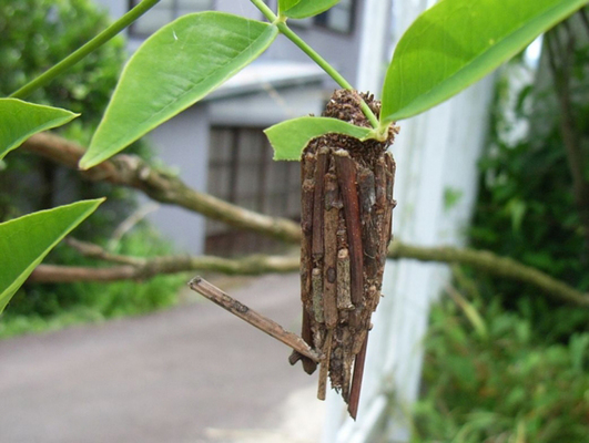 ミノムシが絶滅危惧種に!中身は幼虫?蓑虫の成長過程と生態まとめのイメージ