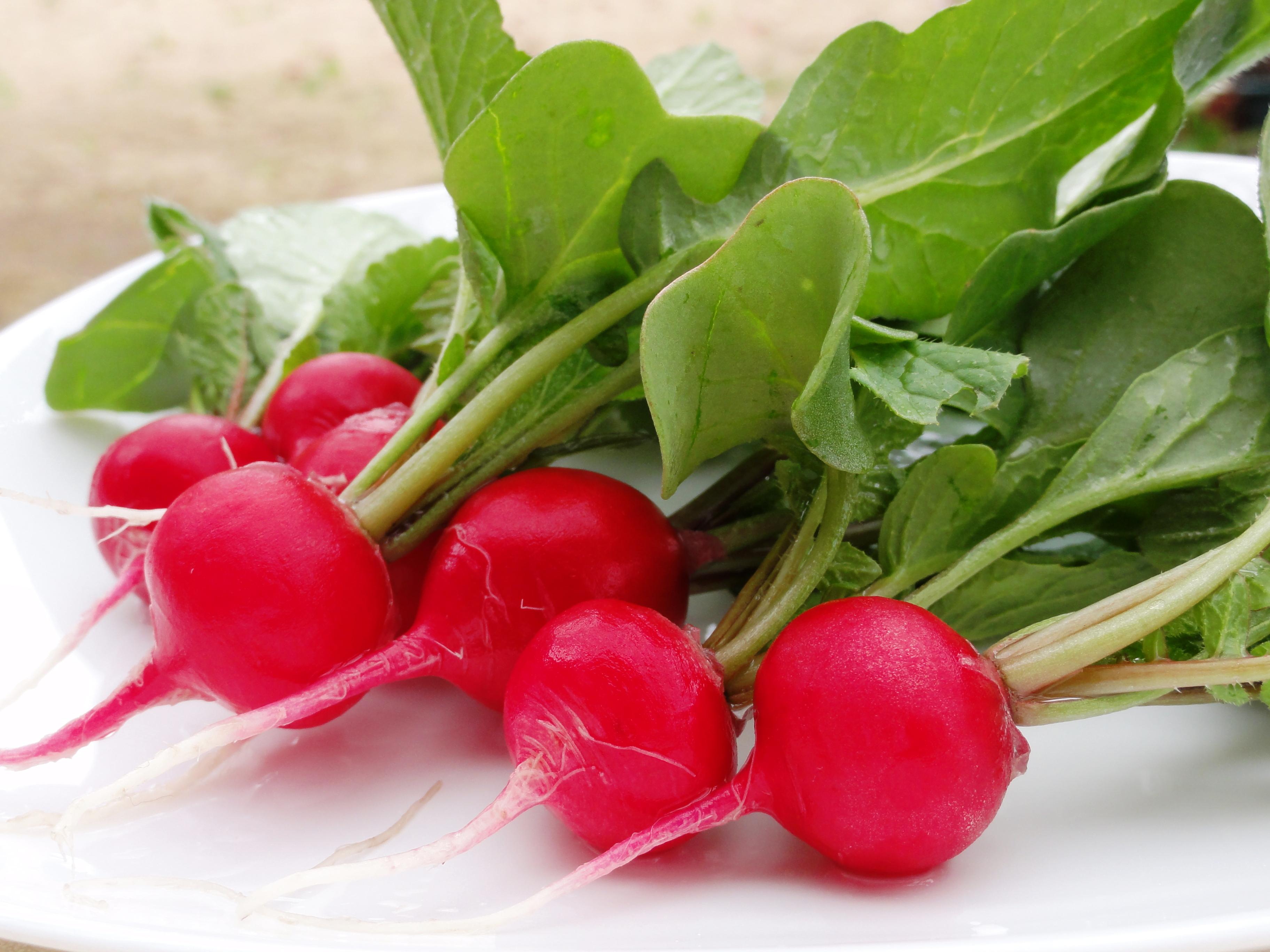 二十日大根の栽培方法と育て方のコツは？ラディッシュとの違いも調査！ お食事ウェブマガジン「グルメノート」
