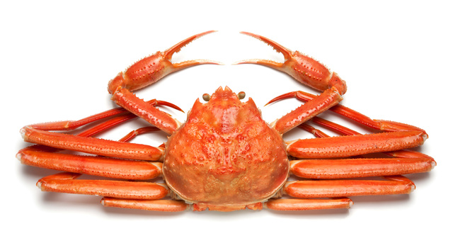 ズワイガニ一杯