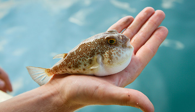 手に乗ったふぐ