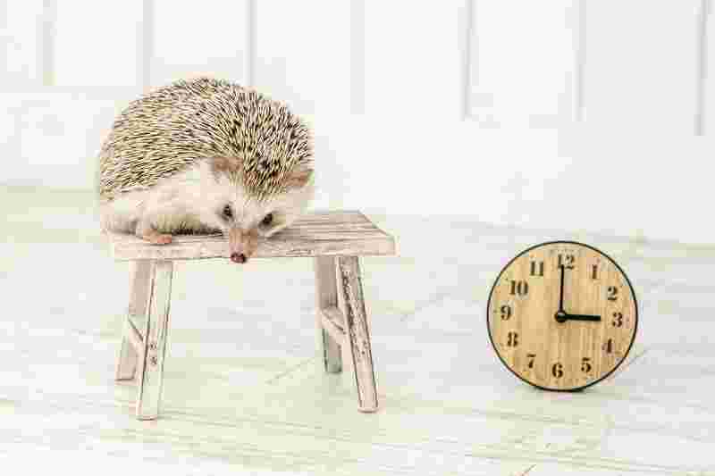 時計とハリネズミの画像
