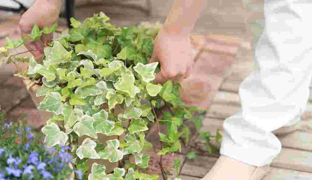 アイビーのたくさん生えている鉢植えを移動している様子