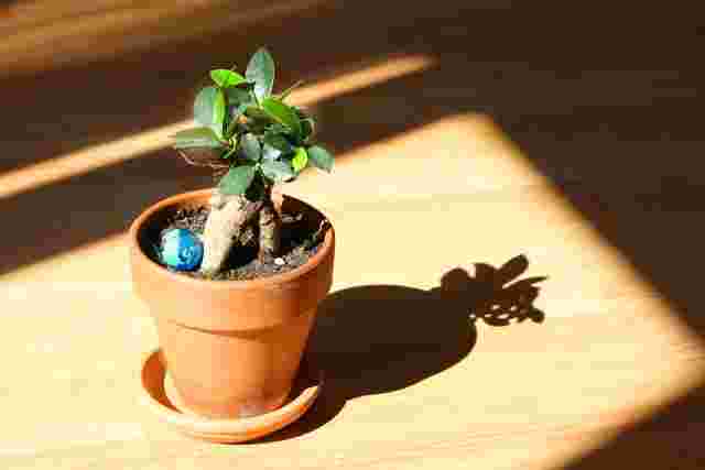 日光を浴びる観葉植物
