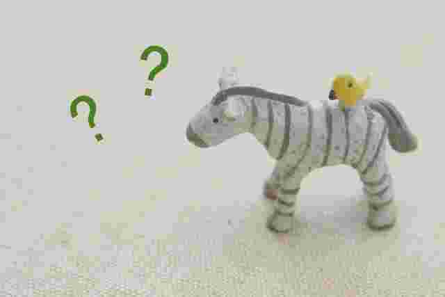 迷うシマウマ