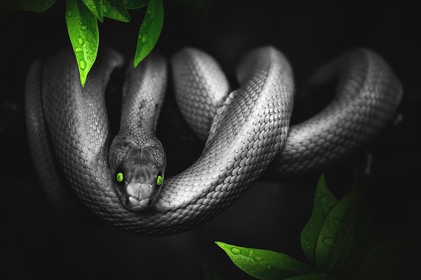 Pc