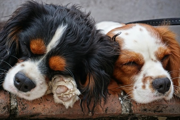 犬系男子の性格の特徴19選と恋愛傾向まとめのイメージ