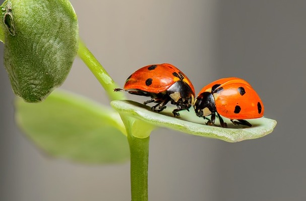 【夢占い】虫が出てくる夢の意味!追いかけられる・食べる・害虫の夢などのイメージ