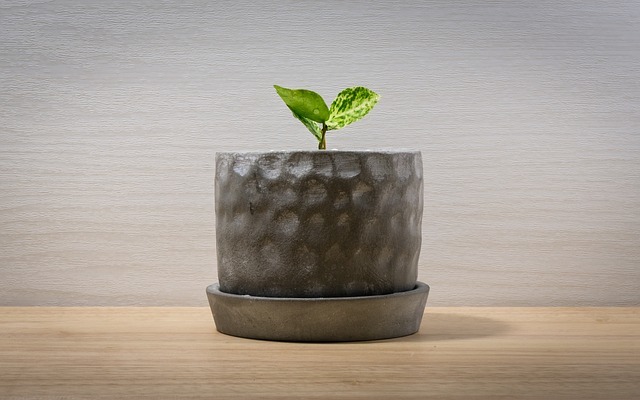 風水に良い観葉植物の種類!玄関に置くと良いおすすめとは?のイメージ