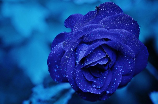 青いバラの花言葉の意味!ブルーローズの花言葉の由来も紹介のイメージ