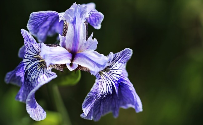 あやめの花言葉は？菖蒲の意味や由来を紹介のイメージ