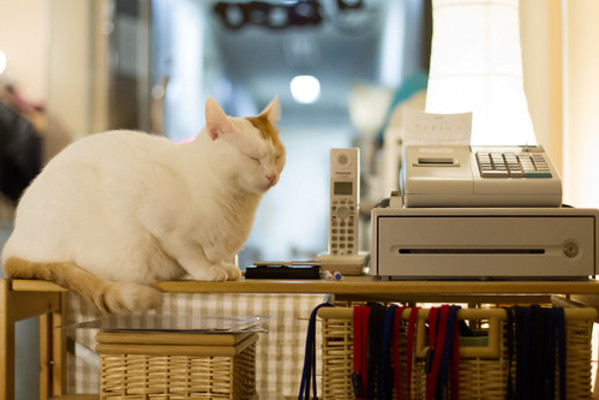 大阪梅田のおすすめの猫カフェ!人気で安いお店も紹介!のイメージ