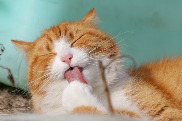 秋葉原のおすすめの猫カフェ!人気で安いお店の口コミも紹介のイメージ