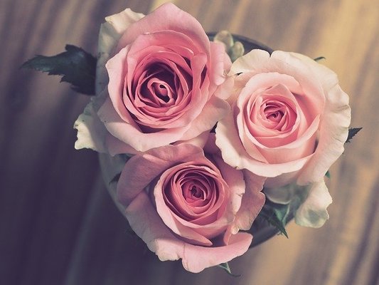 志田未来の結婚相手で旦那の顔画像は?現在妊娠してるって本当?のイメージ
